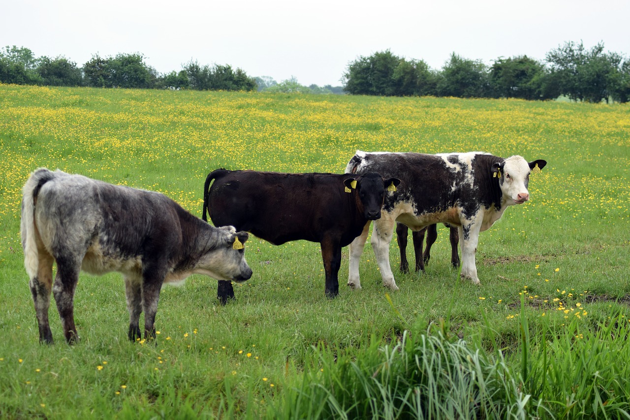 Image - prairie cow herd animal mountain