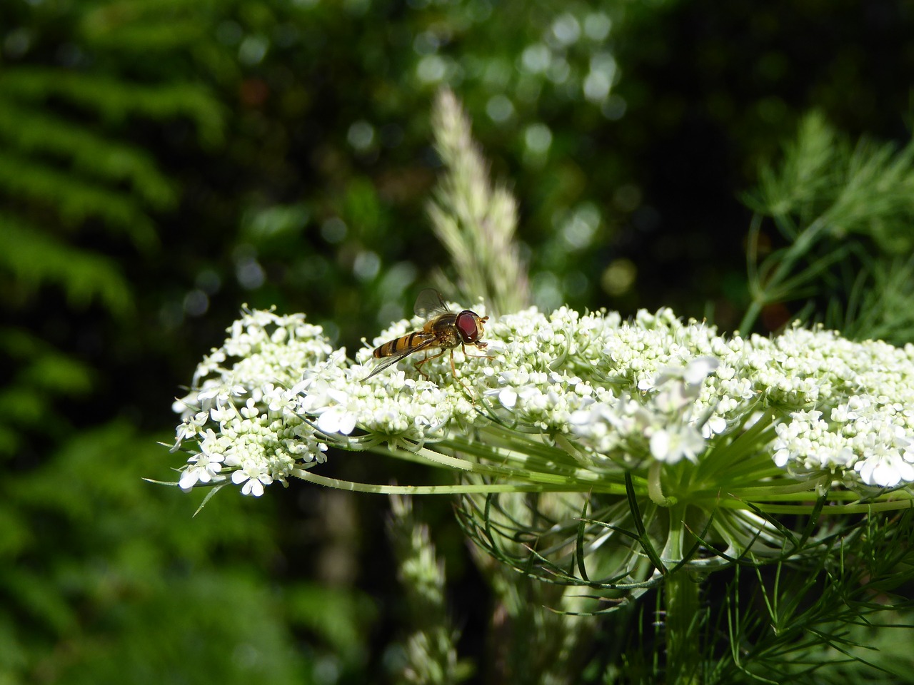 Image - insect fly bee flowers wing macro