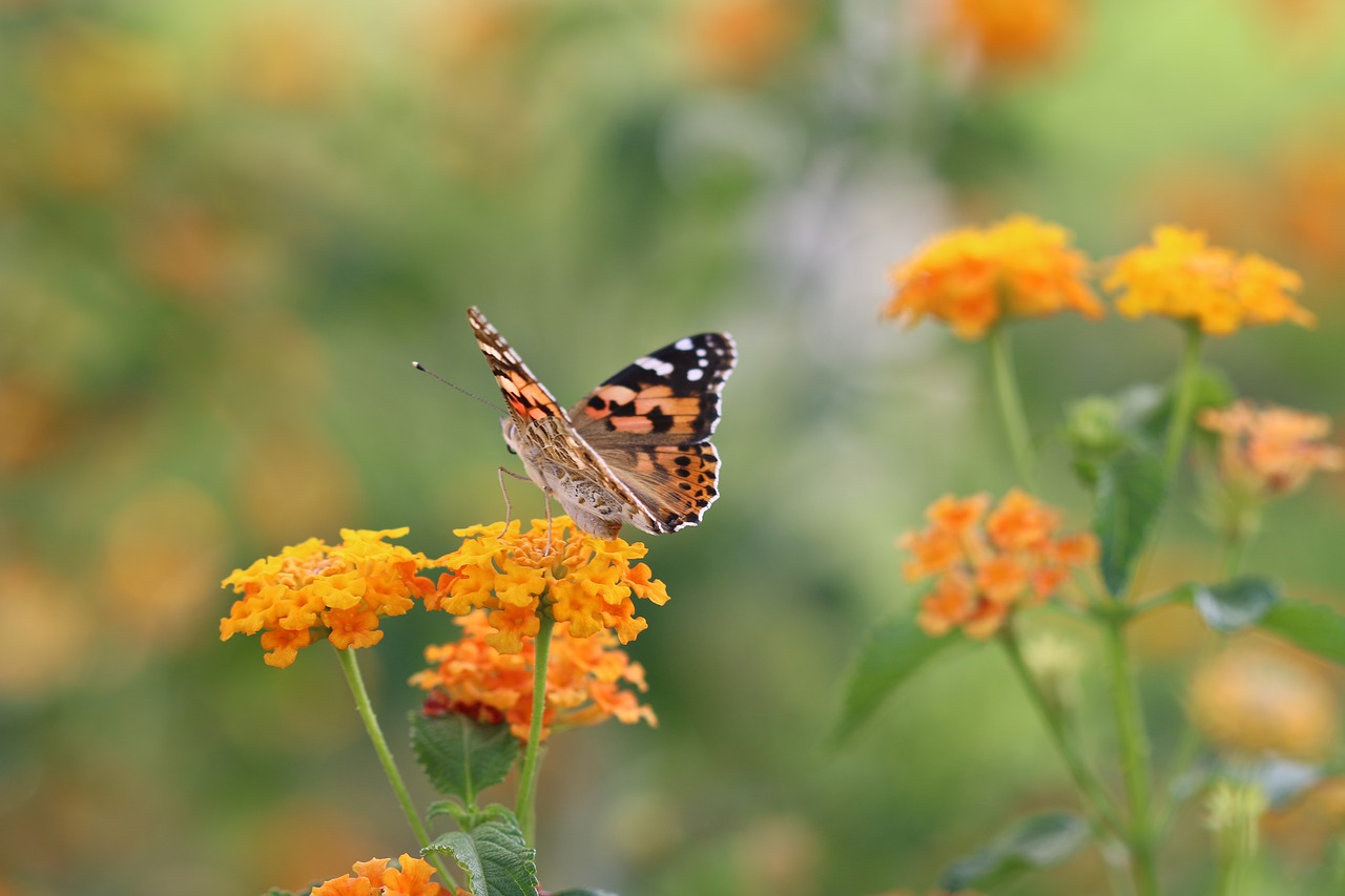 Image - butterfly macro close green field