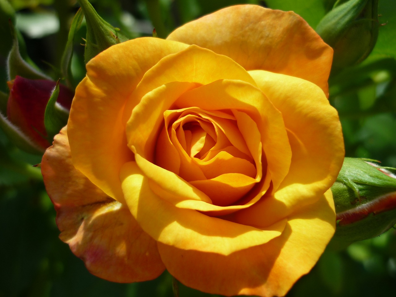 Image - rose magnificent flower