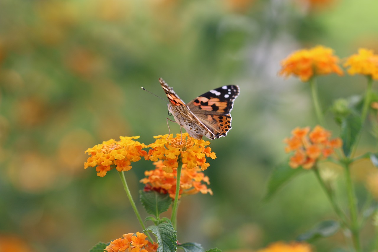 Image - butterfly macro close green field