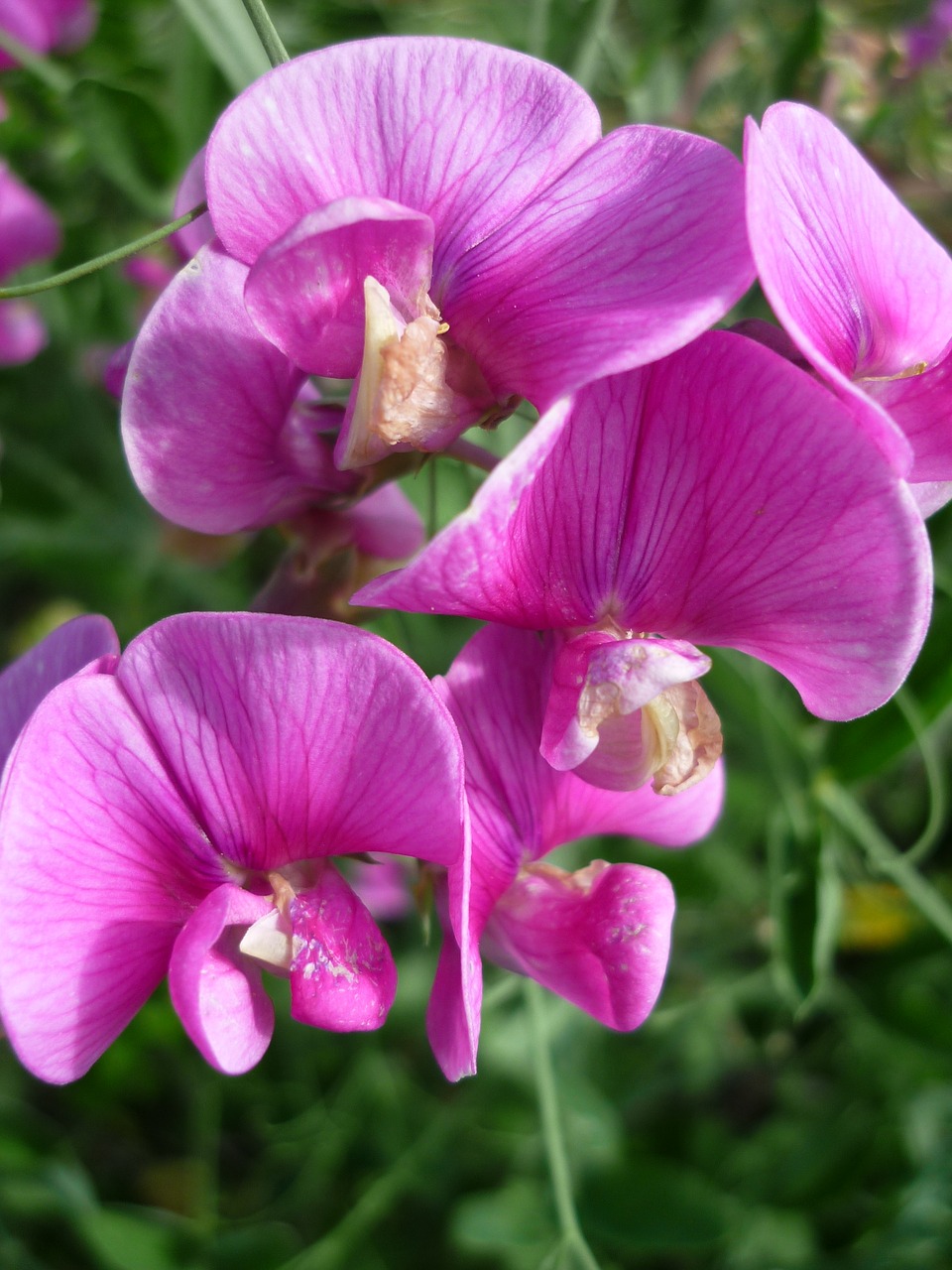 Image - vetch flowers german wild plant