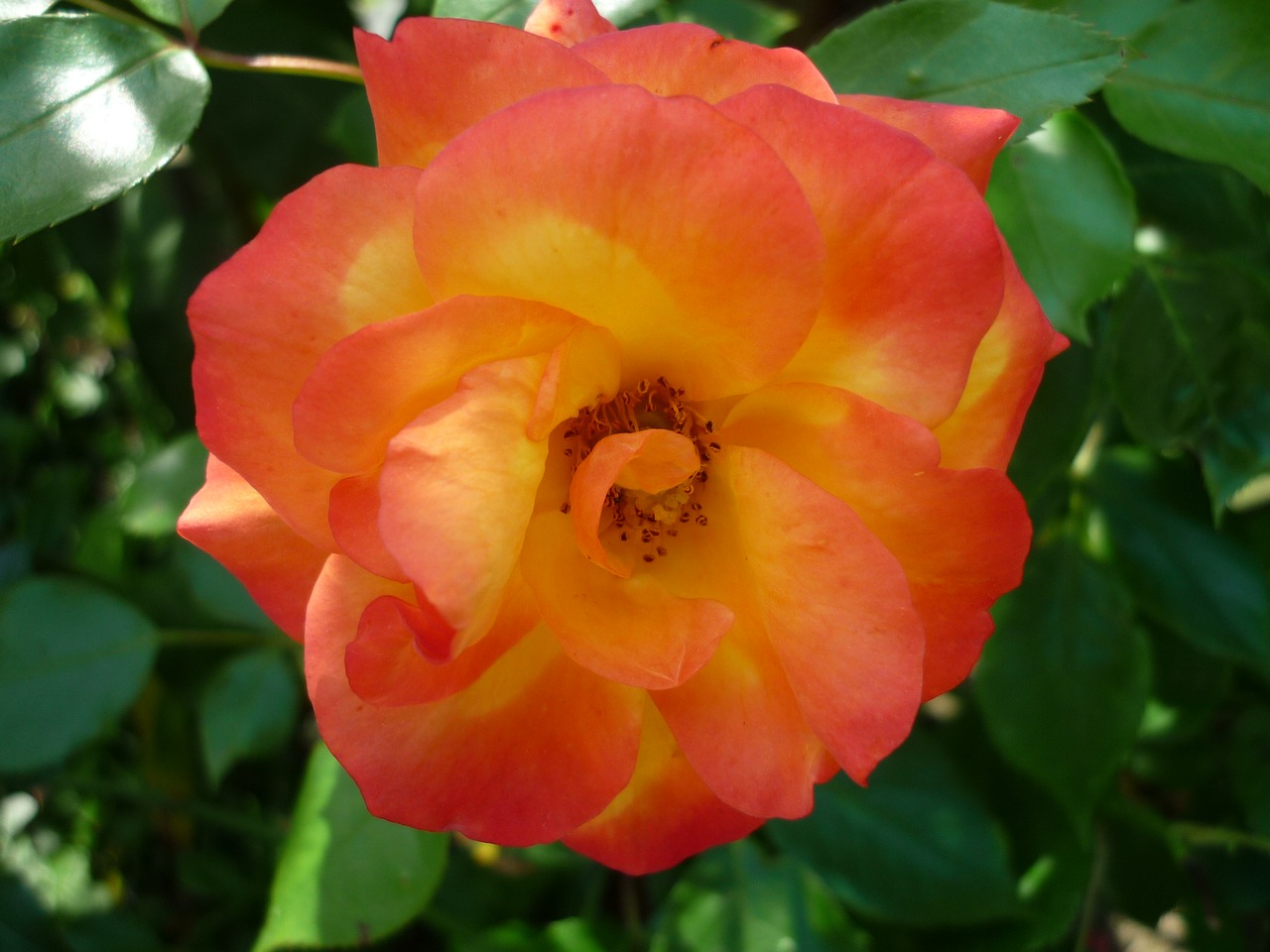 Image - rose garden popular flower colorful