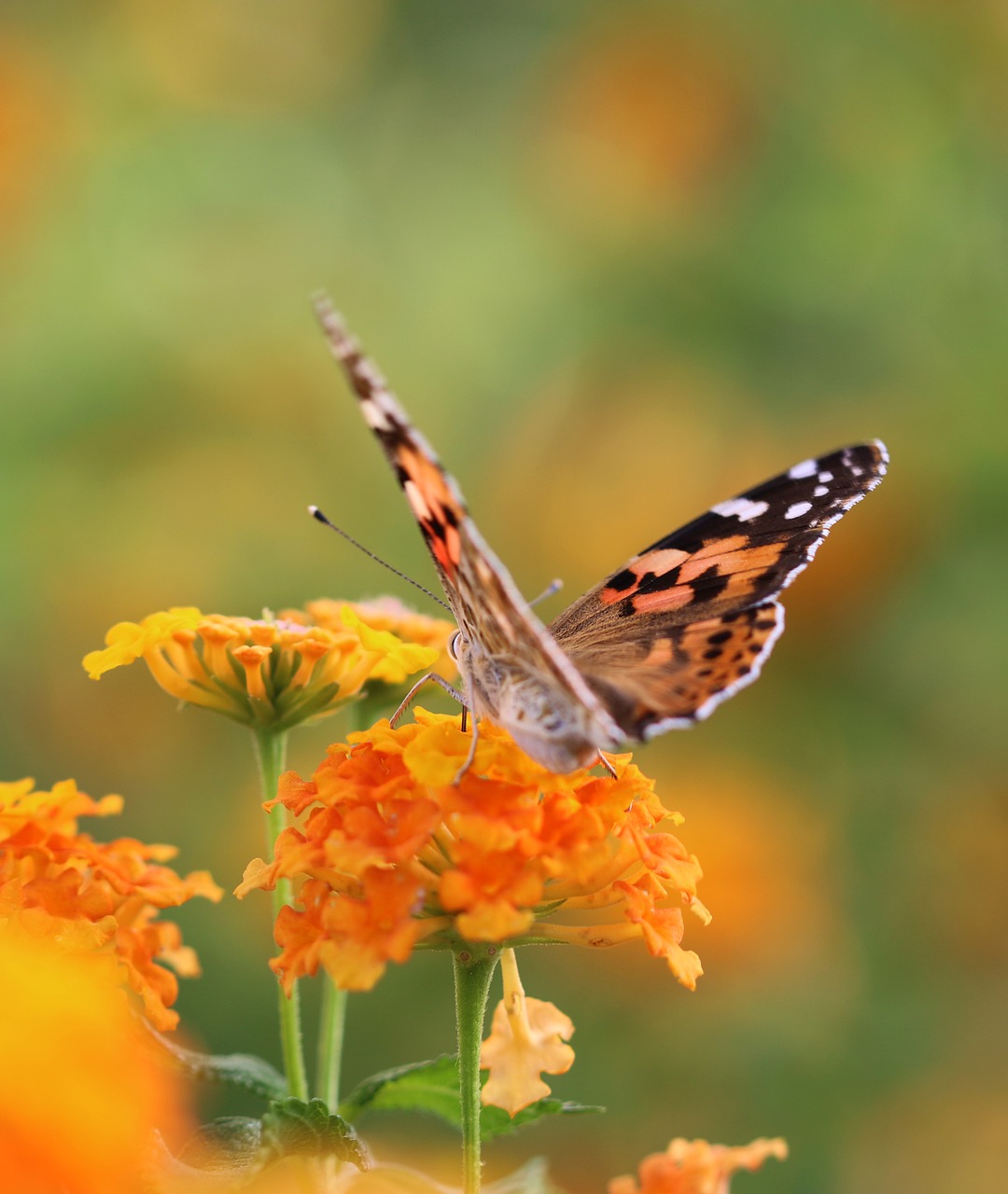 Image - butterfly macro close green field