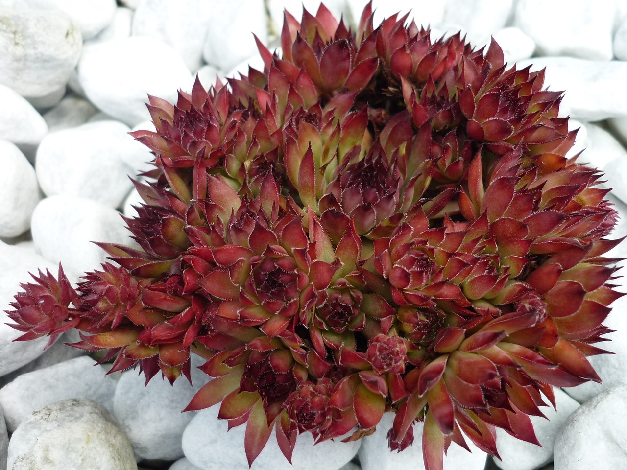 Image - houseleek ornamental plant bed