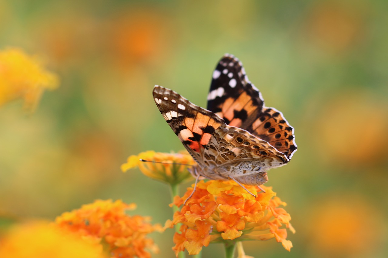 Image - butterfly macro close green field