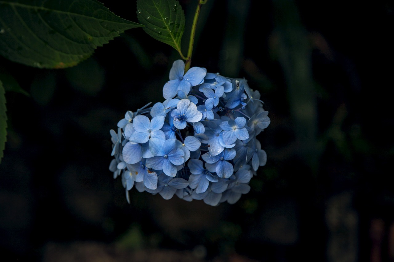 Image - hydrangea kamakura flowers