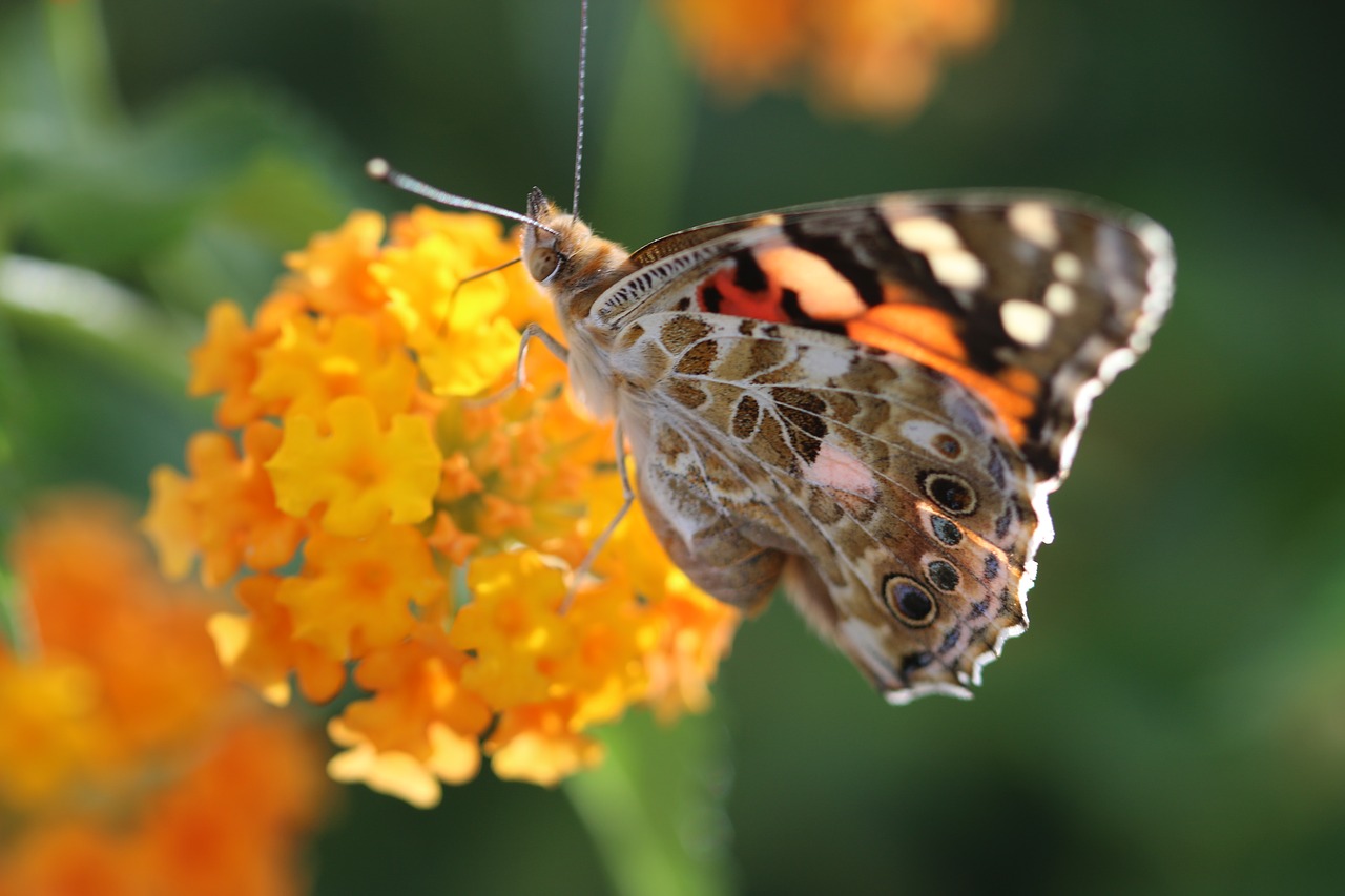 Image - butterfly macro close green field