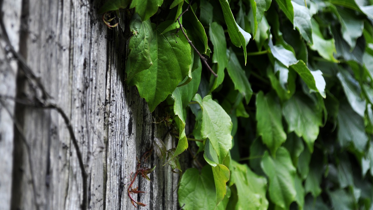 Image - ivy plant creeper foliage wall