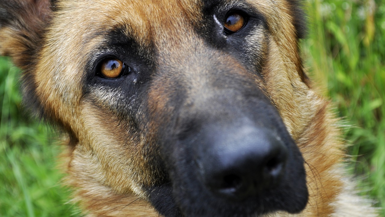 Image - sheep dog dog german shepherd