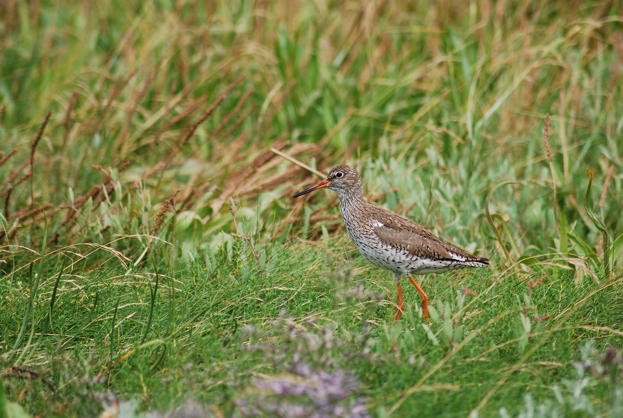 Image - redshank snipe bird birds