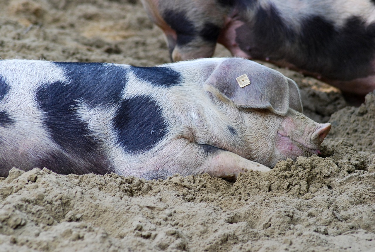 Image - pig sow bentheimer bunte bentheimer