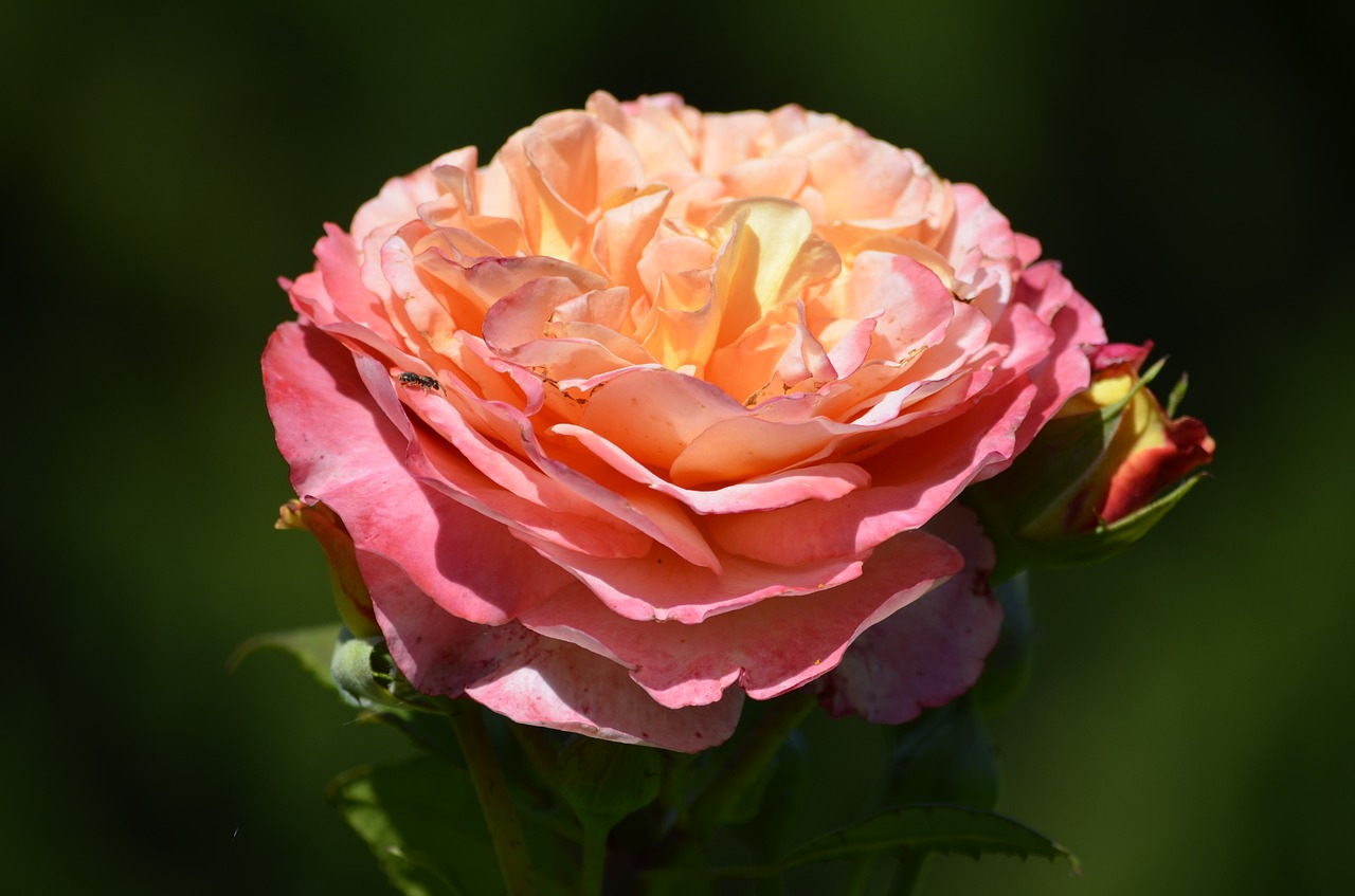 Image - roses pink romantic flower