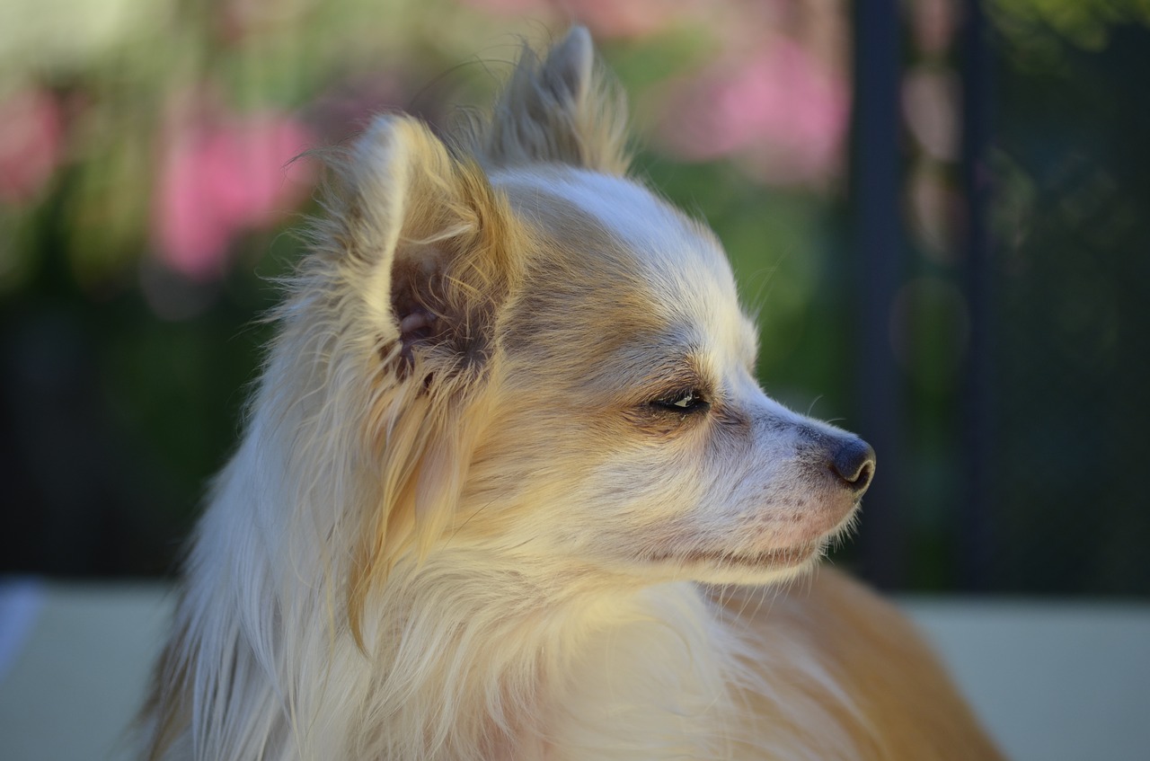 Image - dog chihuahua side view animals