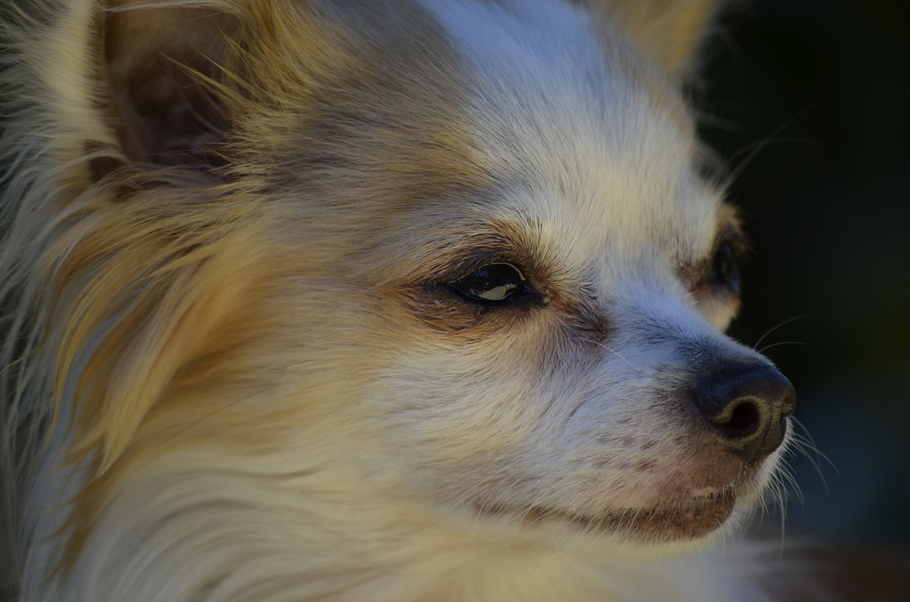 Image - small dog dog chihuahua nature