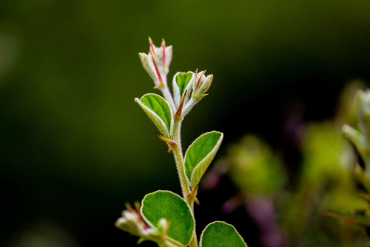 Image - nature focus photograph picture