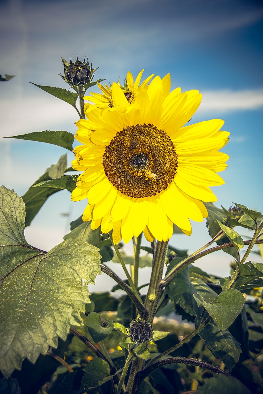 Image - sun flower blossom bloom close