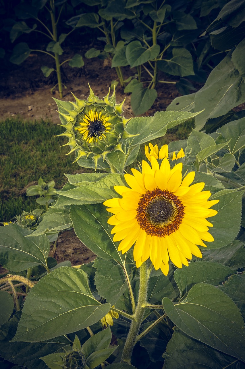 Image - sun flower blossom bloom close