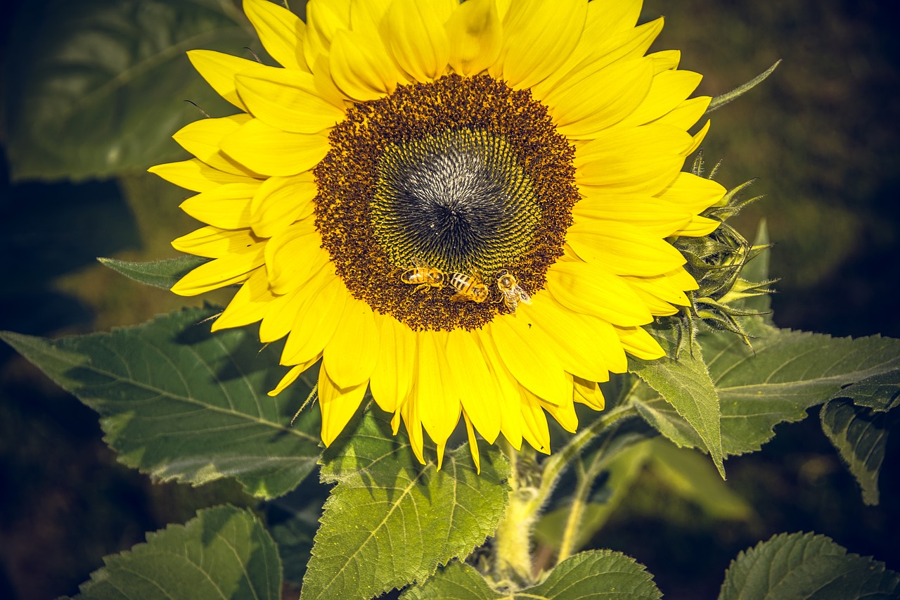 Image - sun flower blossom bloom close