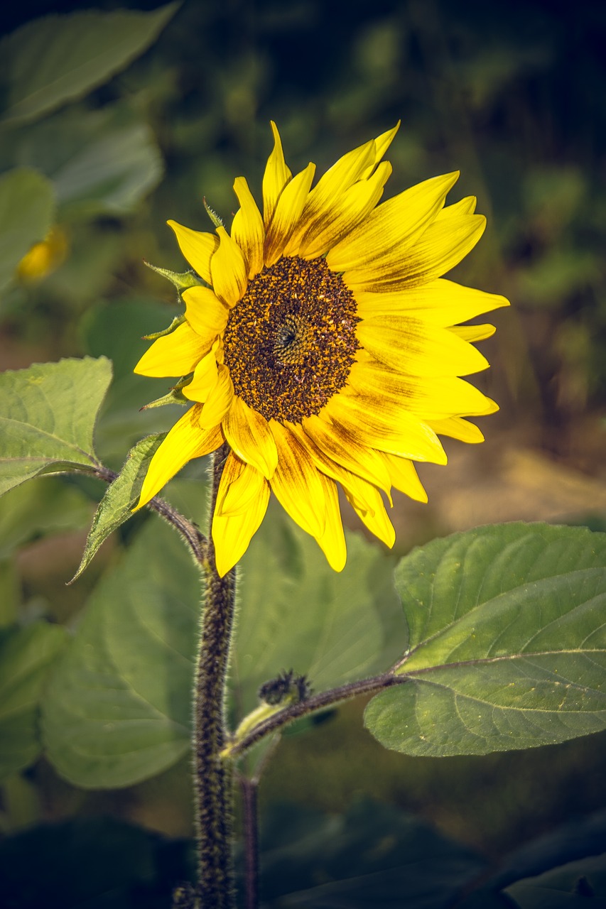 Image - sun flower blossom bloom close