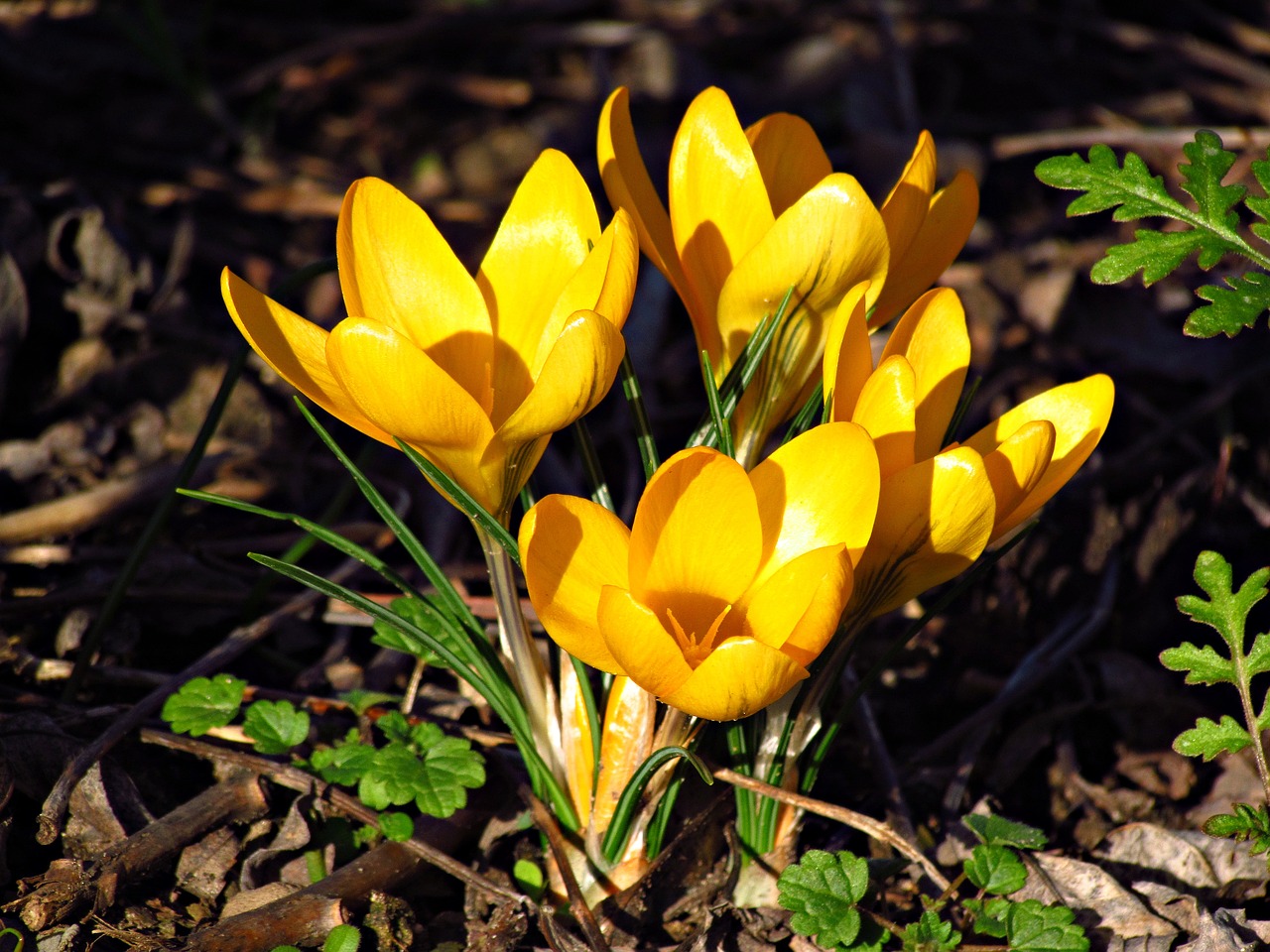 Image - spring krokus flowers meadow