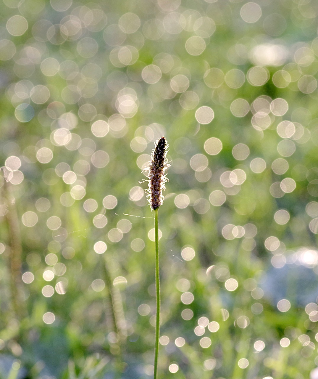 Image - rosa grass blade glow dawn