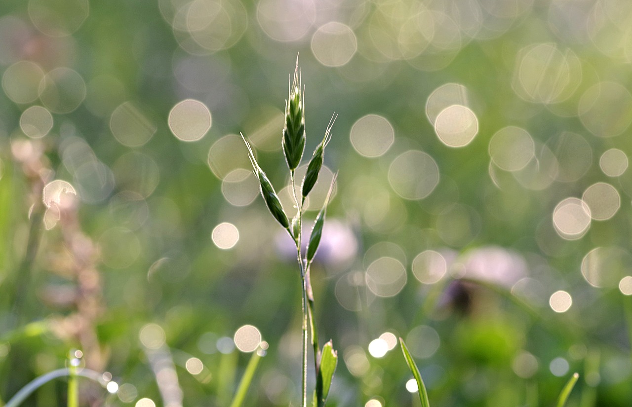 Image - rosa grass blade glow dawn