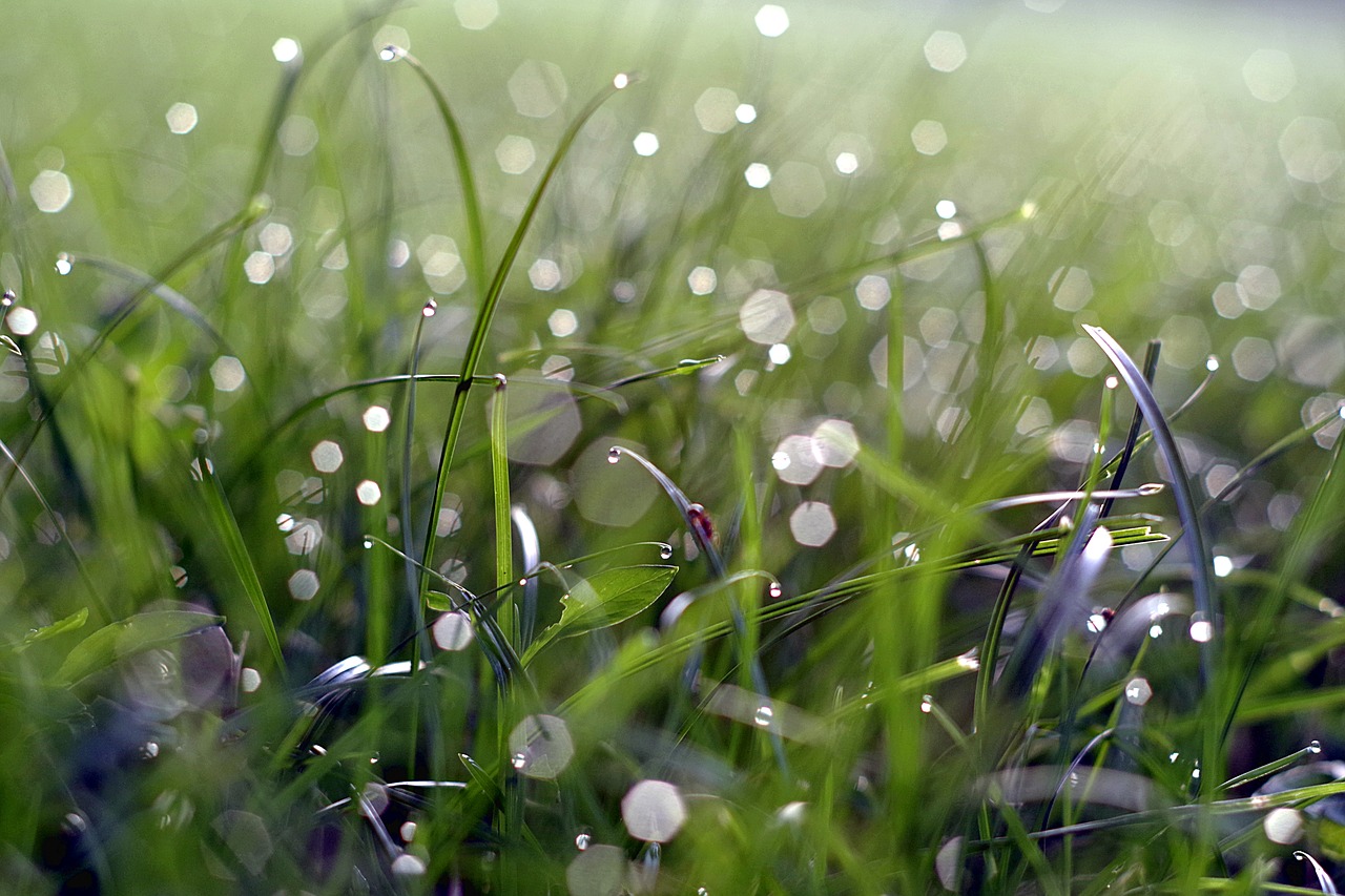 Image - rosa grass blade glow dawn