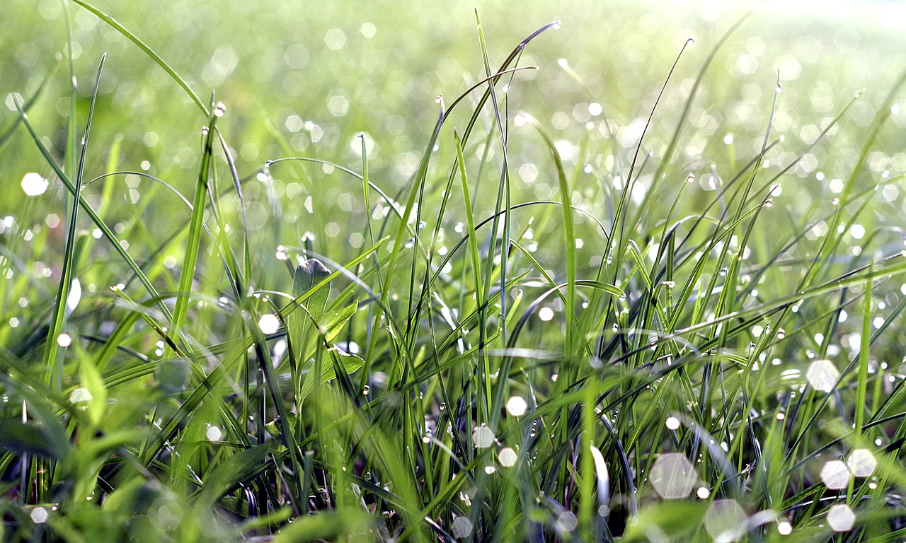 Image - grass rosa drops water flashes