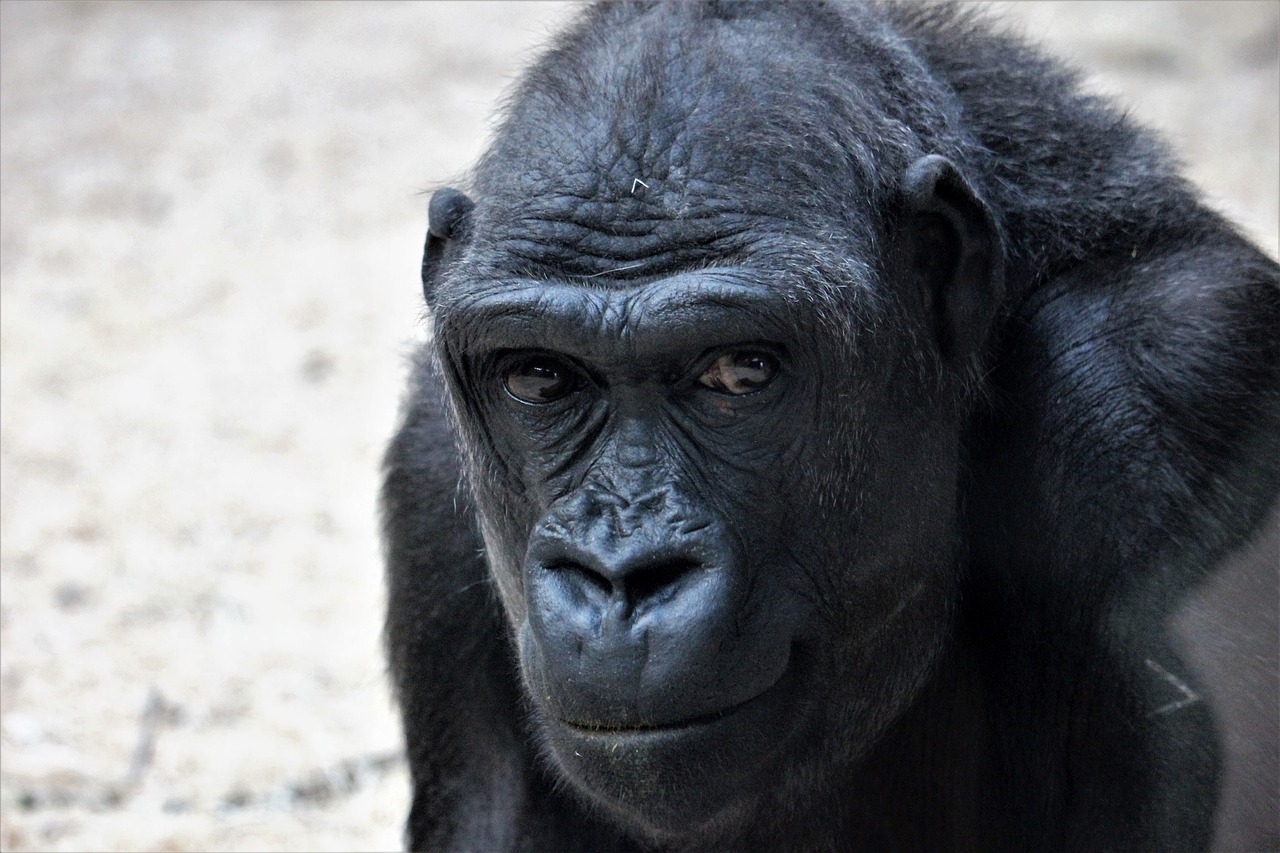 Image - animal it prague zoo