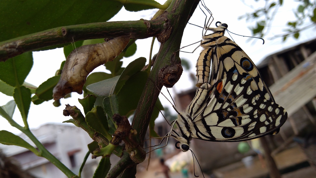 Image - enjoying butterflys really beautiful