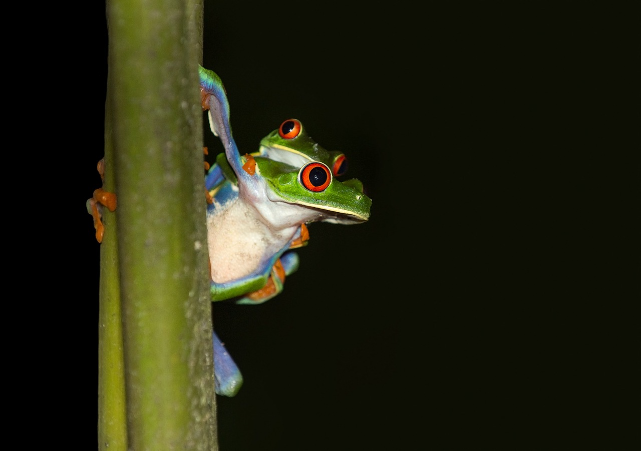 Image - frog red eyed tree frog costa rica