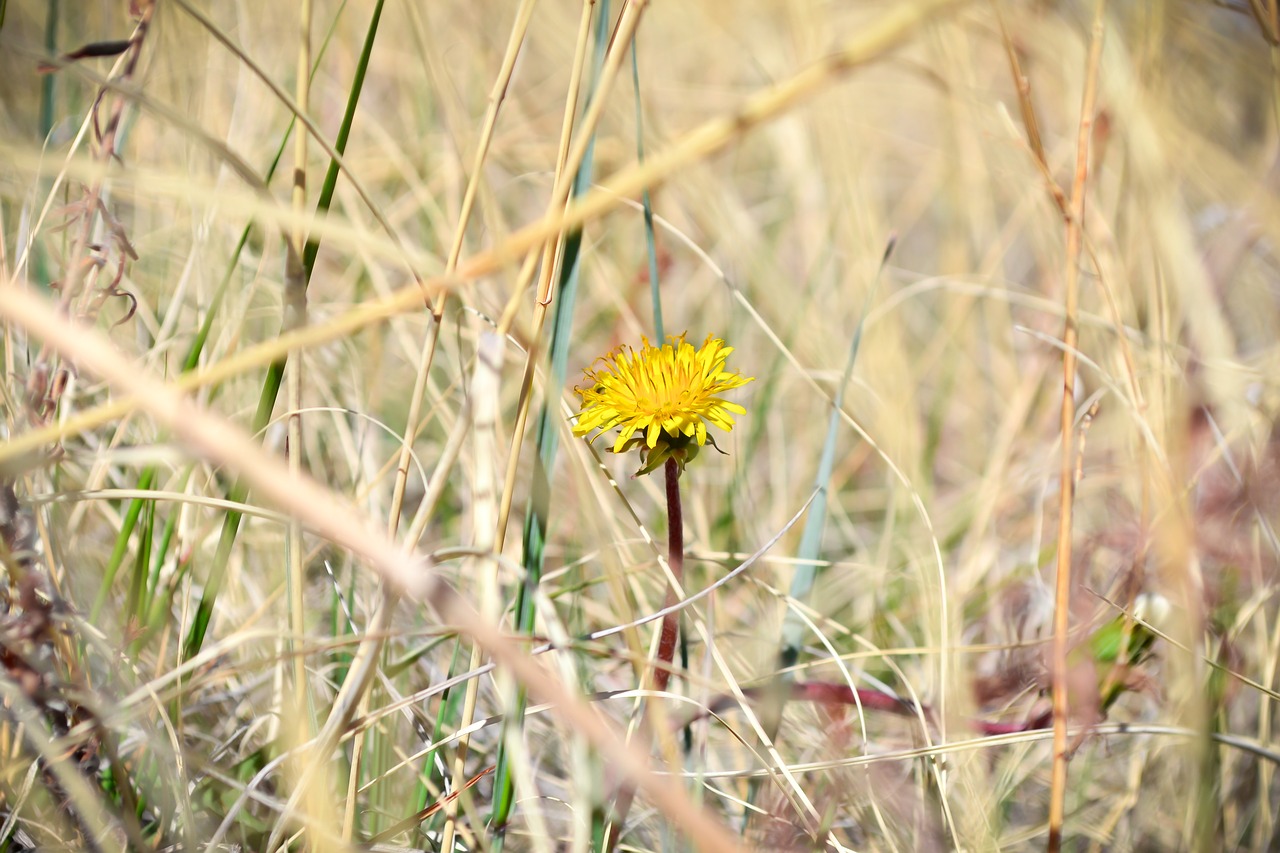 Image - flower colorado yellow nature