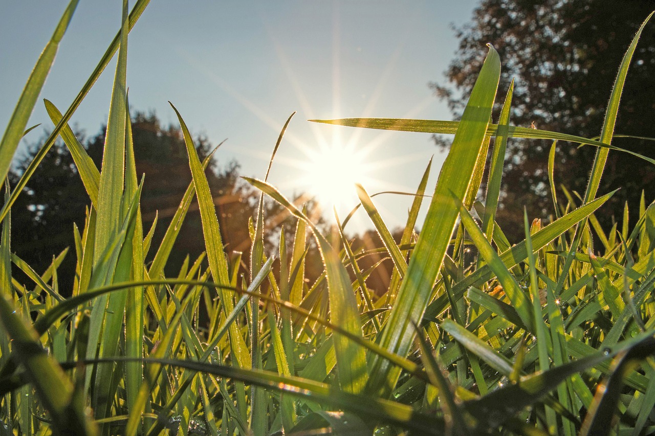 Image - meadow grass nature green grasses