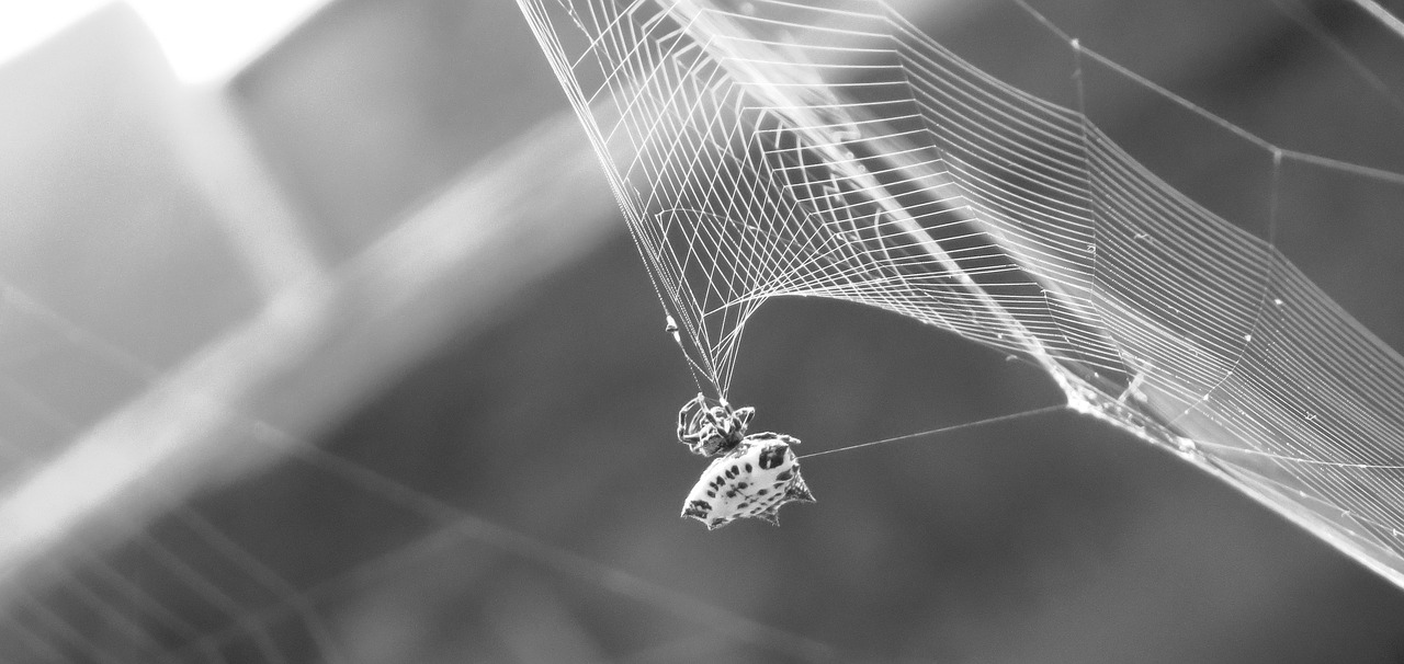 Image - nature insects armenia quindio