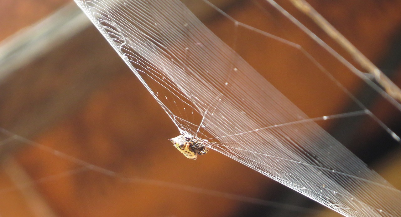 Image - nature insects armenia quindio