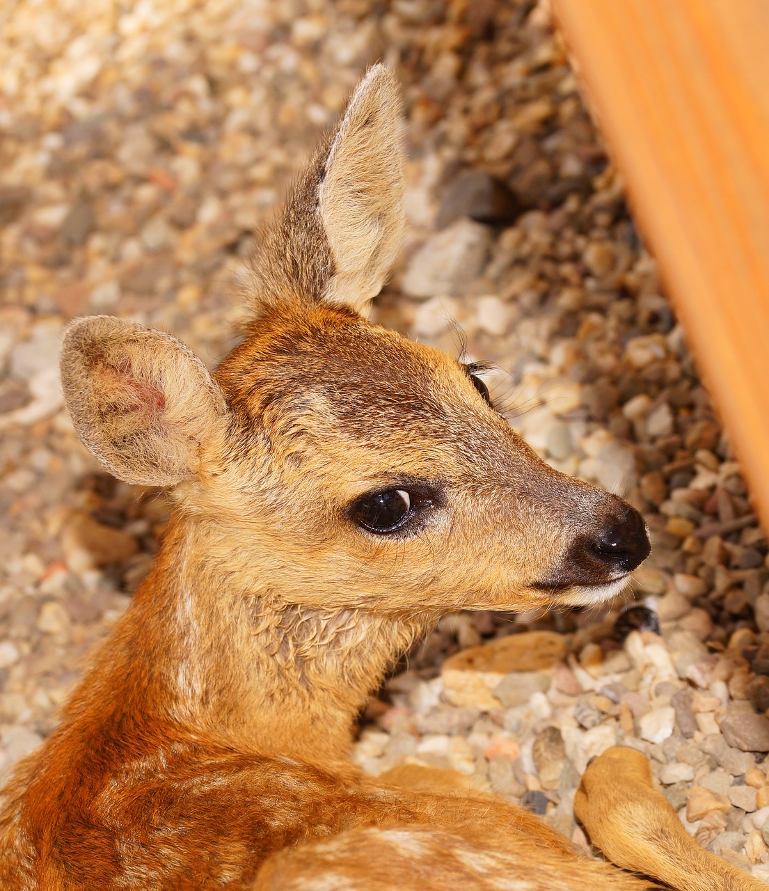 Image - fawn young small sweet head