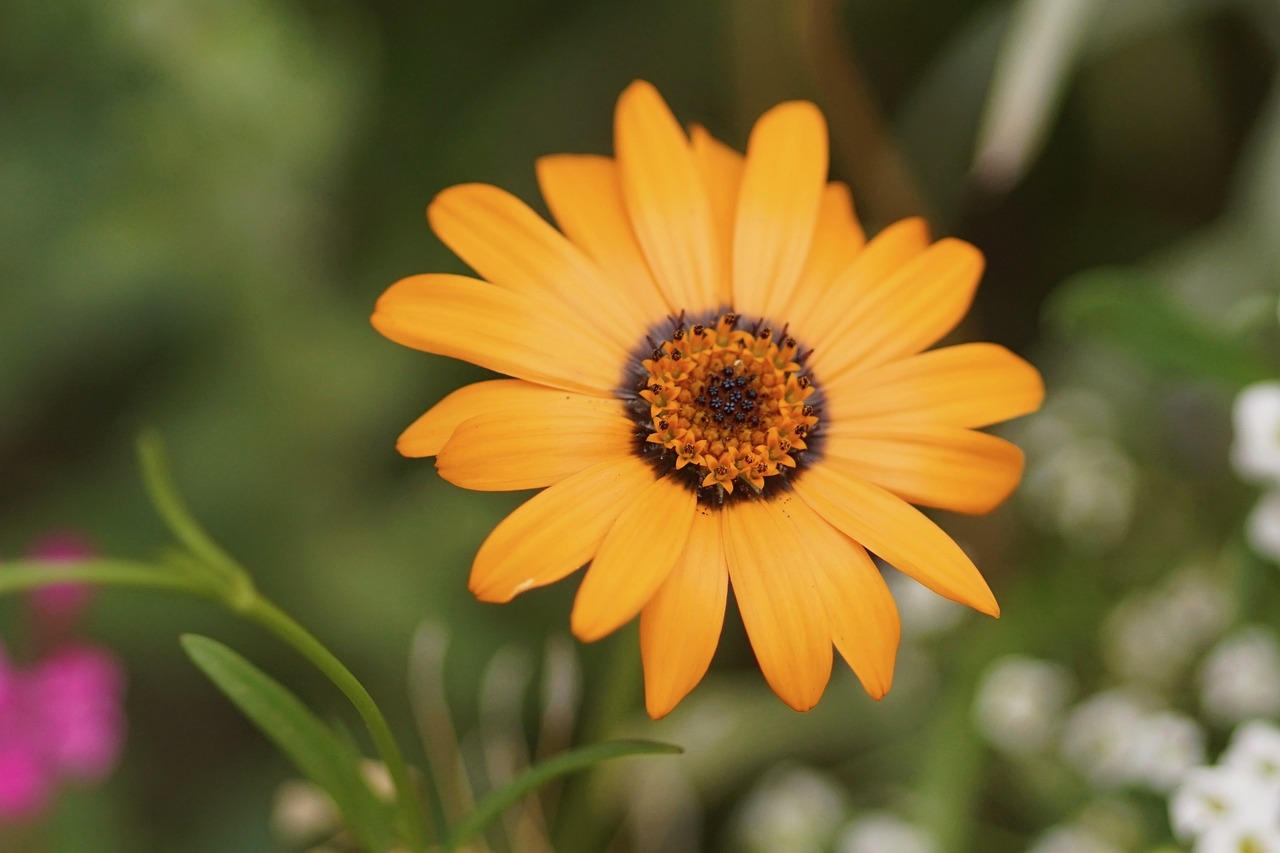 Image - marguerite orange blossom bloom