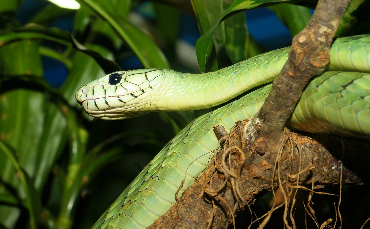 Image - snake green mamba dangerous scale