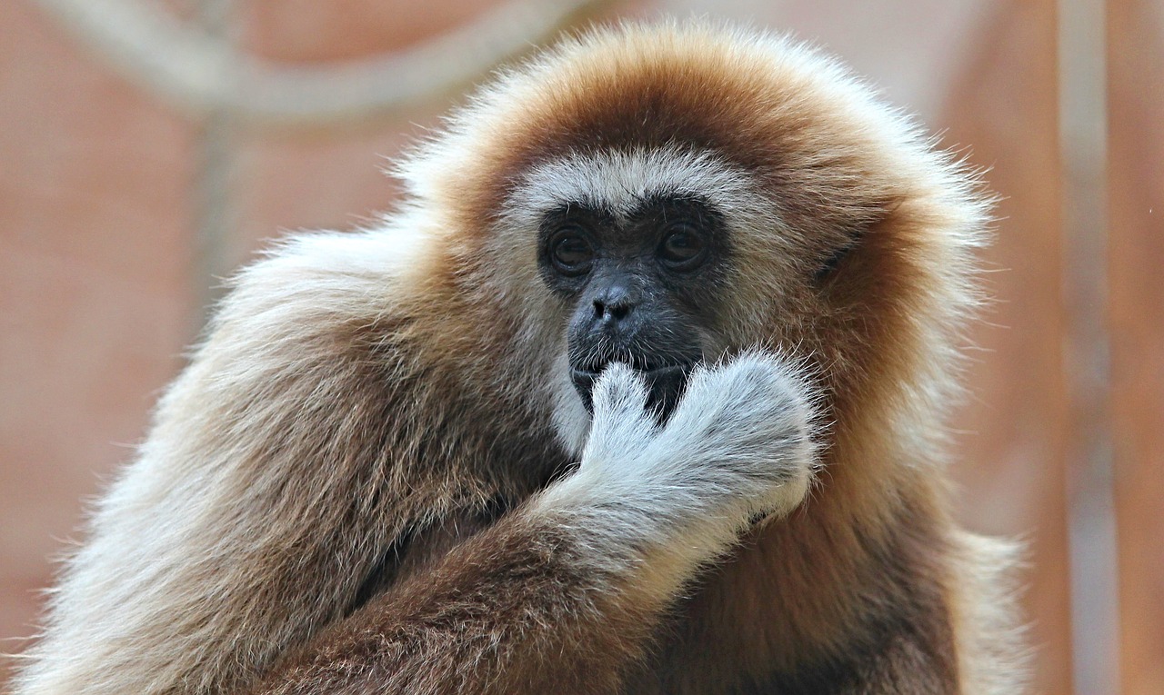 Image - white handed gibbon gibbon monkey