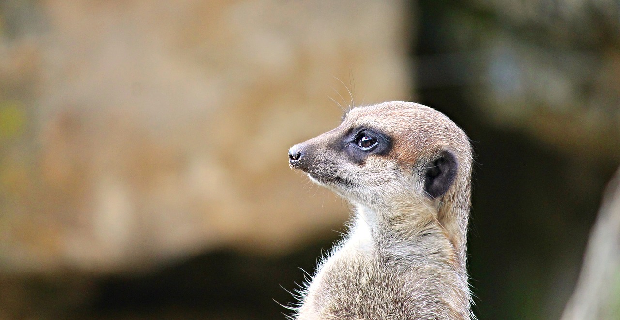 Image - meerkat mongoose scharrtier