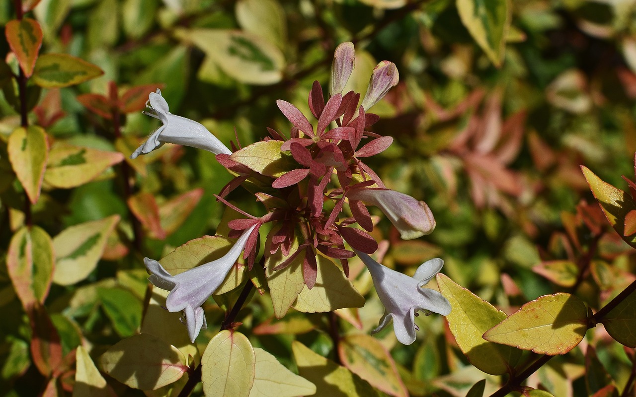 Image - variegated abelia flower blossom