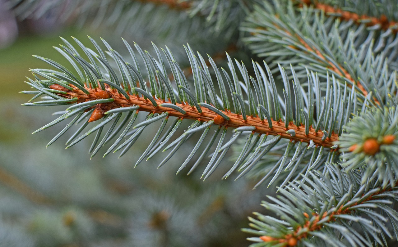 Image - rain wet blue spruce cones forming