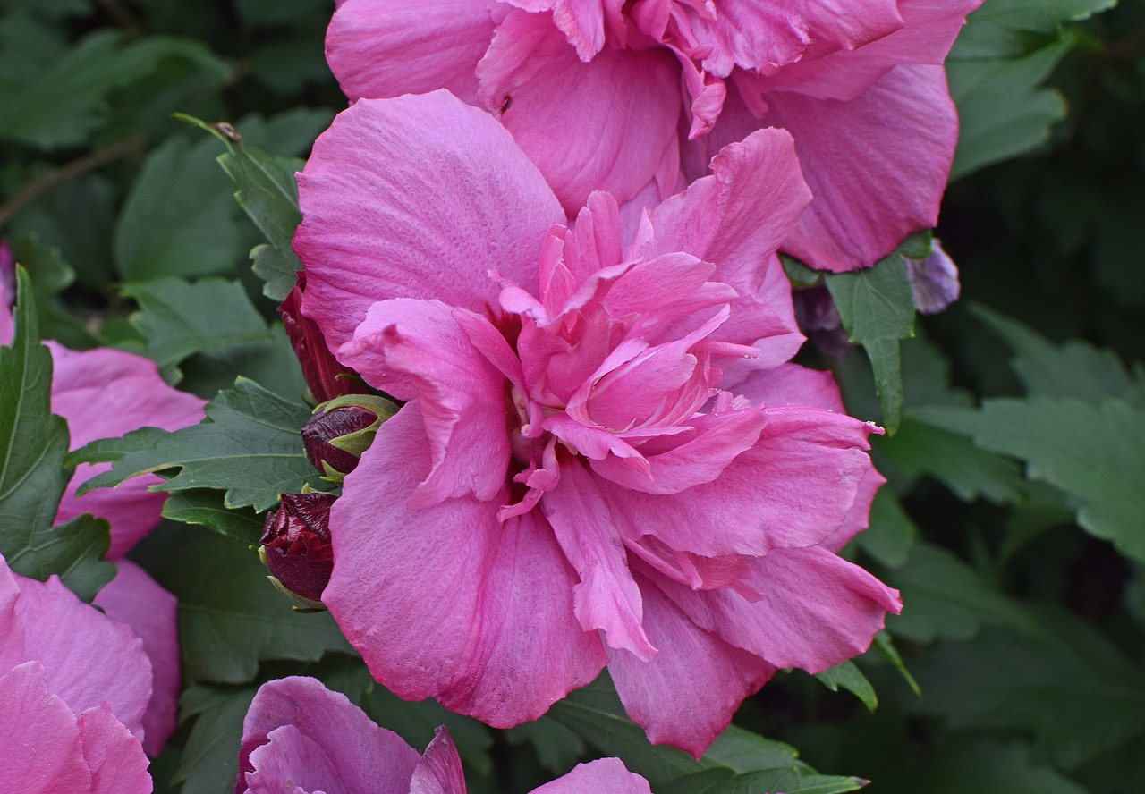 Image - rose of sharon flower blossom bloom