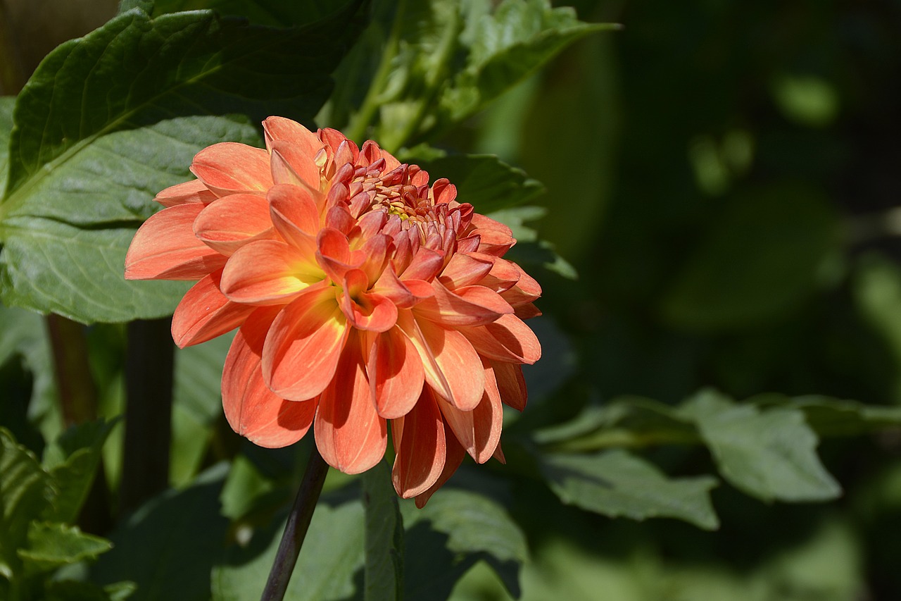 Image - dahlia flower blossom bloom