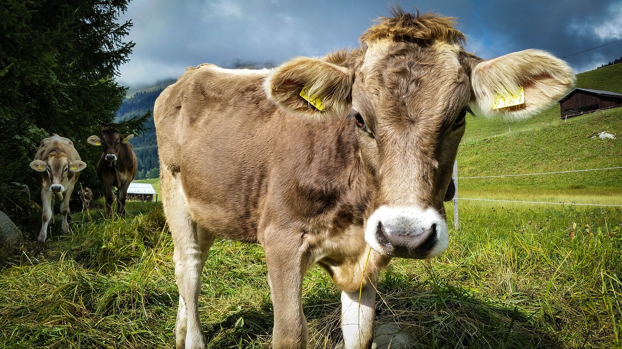 Image - cow switzerland hike