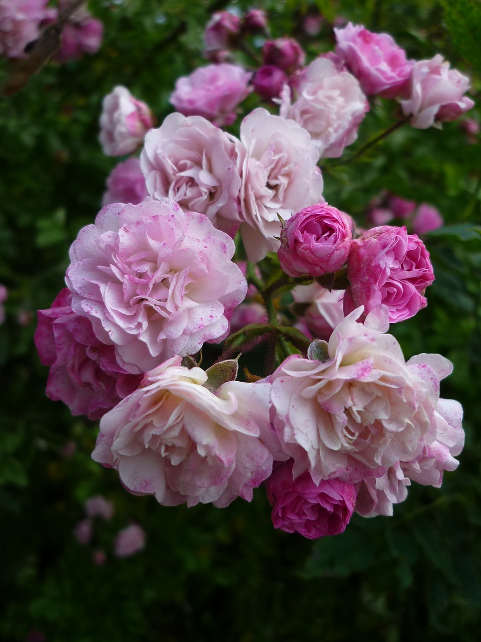 Image - roses flowers tall shrub garden