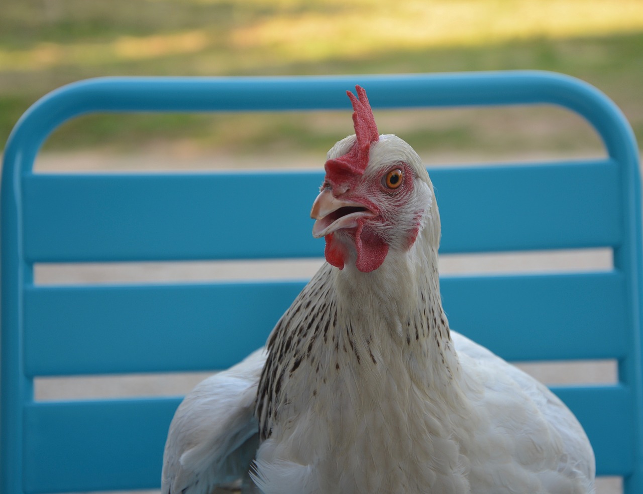 Image - hen nature domestic animal