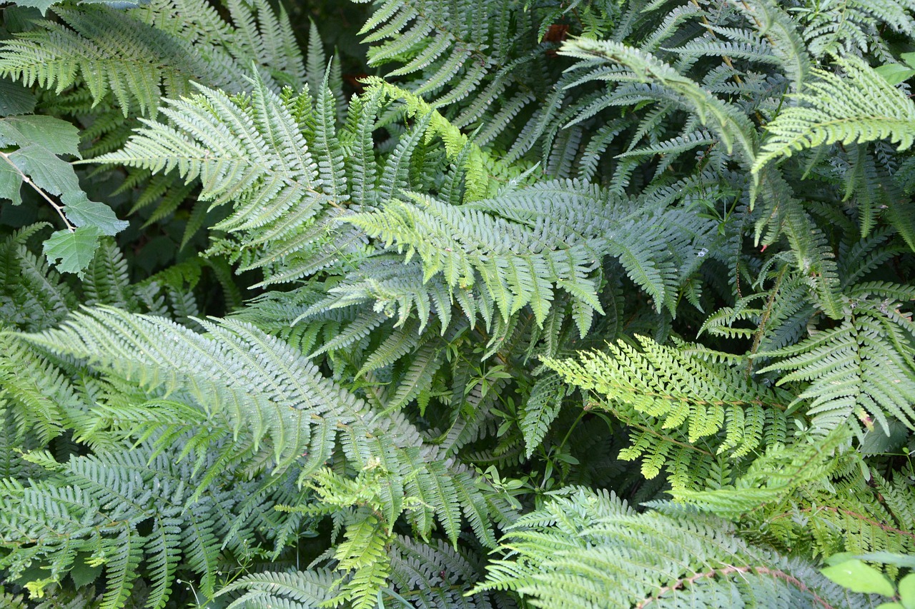 Image - fern green plant nature forest