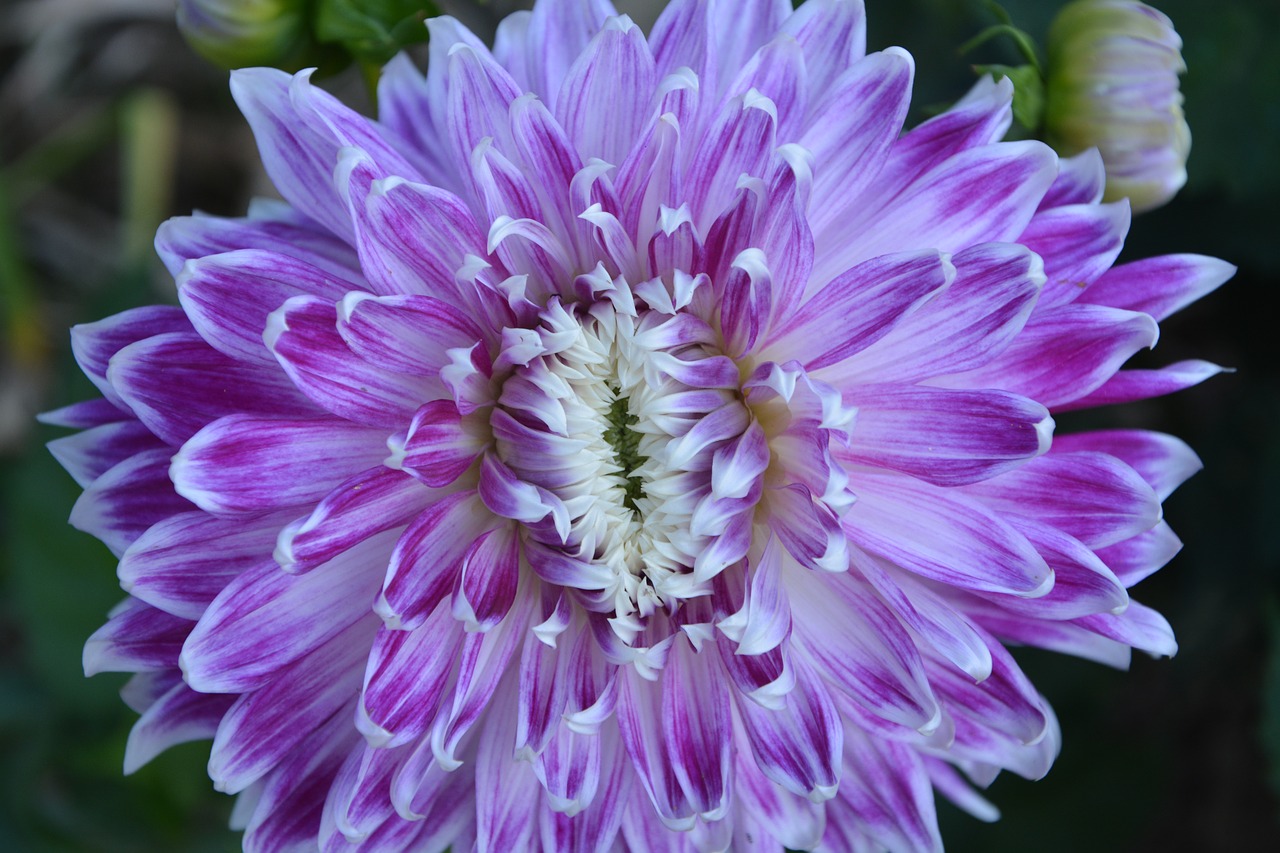 Image - dahlia flower summer spring violet